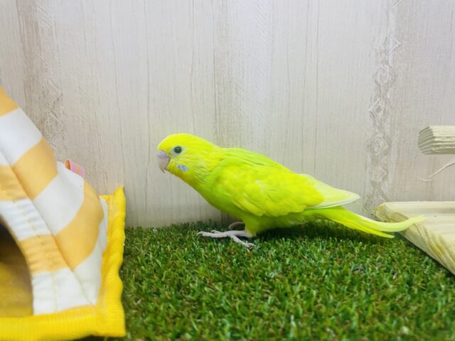 セキセイインコ