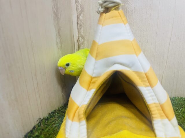 セキセイインコ