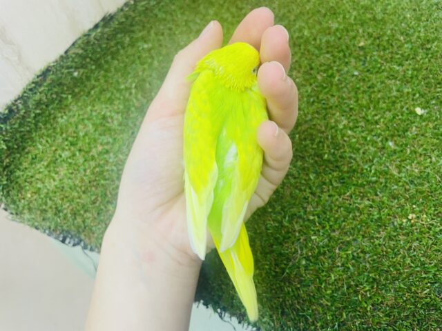 セキセイインコ