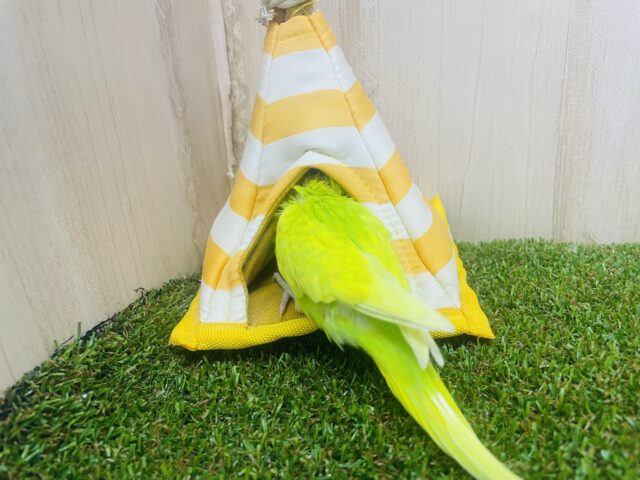 セキセイインコ