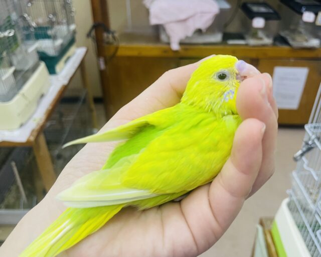 セキセイインコ