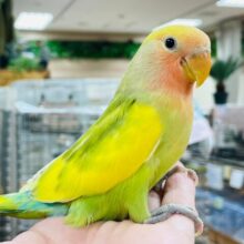 【最新画像更新🪄カゴデビューしました⭐︎】きらきら輝いているみたい💖コザクラインコ（タイガーチェリー）ヒナ