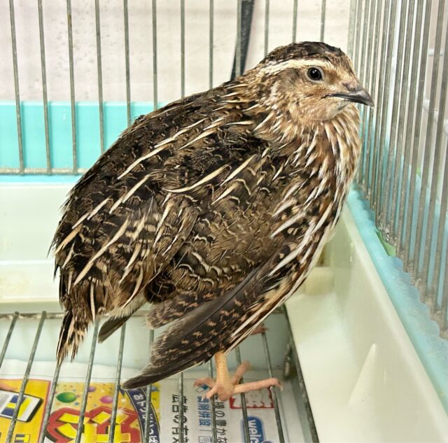 まるっと安心サイズ🧡ウズラ 男の子 2024年5月生まれ 並ウズラ