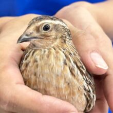 まるっと安心サイズ🧡ウズラ 男の子 2024年5月生まれ