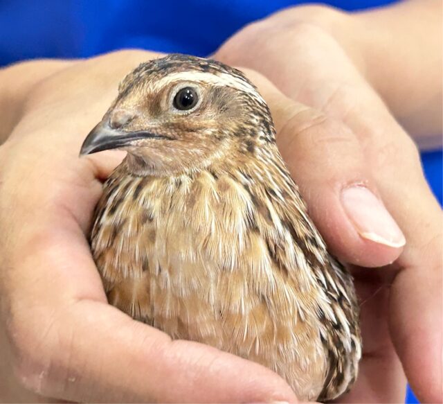 まるっと安心サイズ🧡ウズラ 男の子 2024年5月生まれ