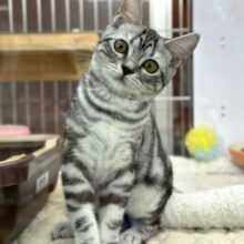 9/10最新📷あまあま♡アメショくん🐈2024年5月3日生まれ 男の子