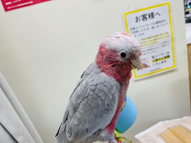 モモイロインコ