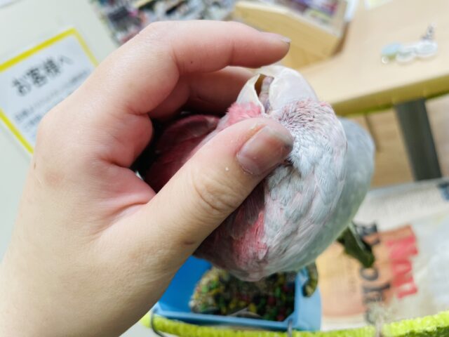 モモイロインコ