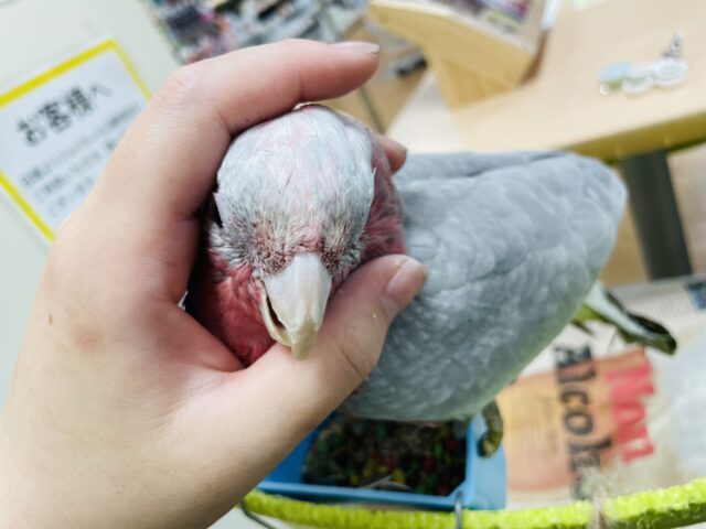 モモイロインコ