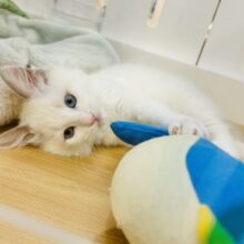 超ホヤホヤ最新画像✨アピールが可愛すぎて困ってます♥ラグドールくん！