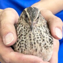 ぴょんぴょん‼️元気いっぱい跳ねるぞ🥰ウズラ 女の子 2024年5月生まれ