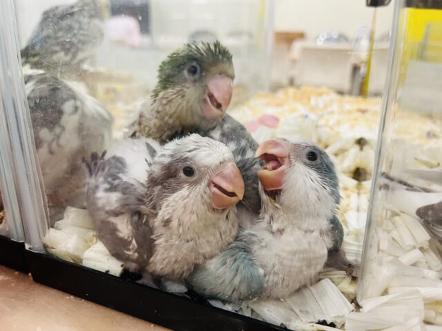 オキナインコ