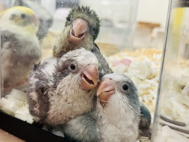 オキナインコ