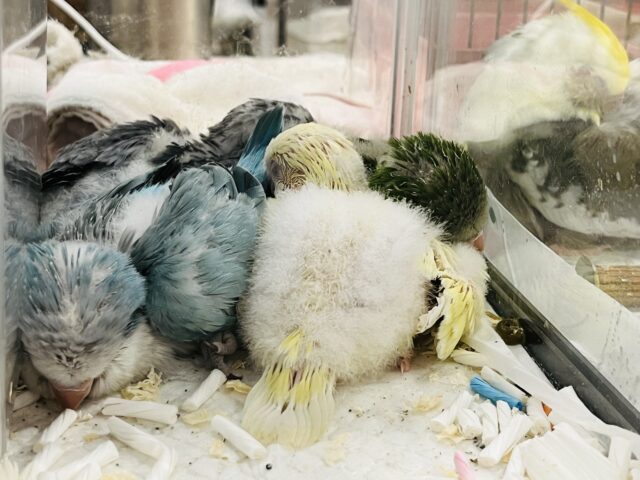 オキナインコ