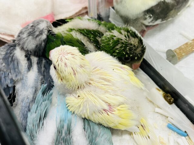 オキナインコ