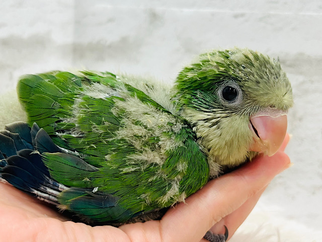 ピッカピカの野菜グリーン💚オキナインコ(グリーン) ヒナ