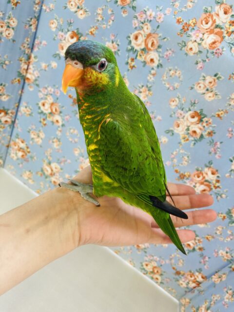 ズグロゴシキセイガイ×コセイガイインコ