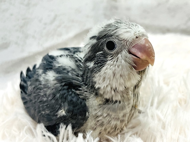 珍しカラー‪☆シックな雰囲気に甘〜いお顔♡♡オキナインコ(コバルトオパーリン) ヒナ