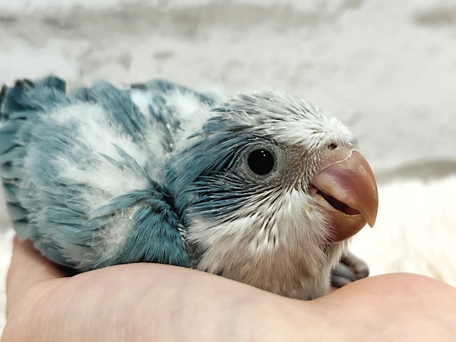 イチオシカラー♡ブルー界の天使です🧚‍♂️オキナインコ(ブルーオパーリン) ヒナ