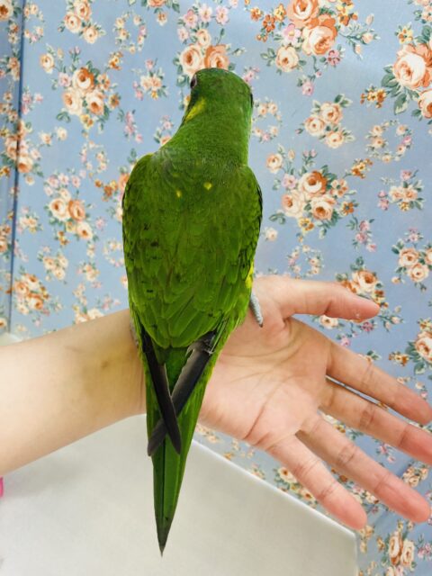 ズグロゴシキセイガイ×コセイガイインコ