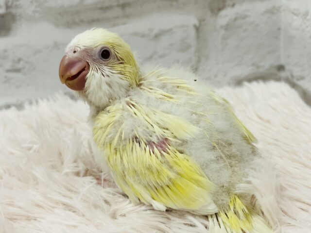 オキナインコ