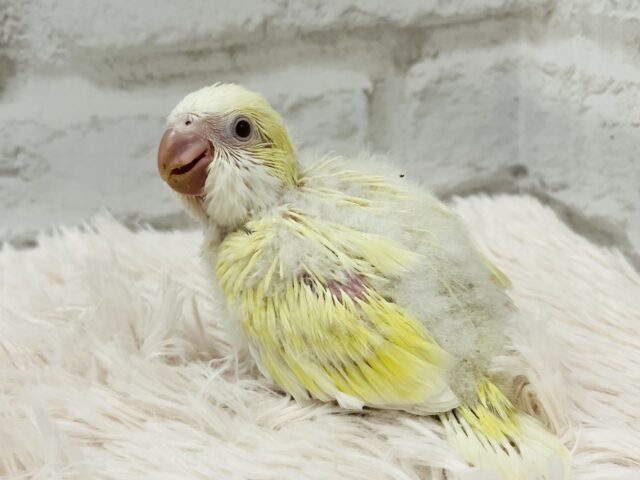 オキナインコ