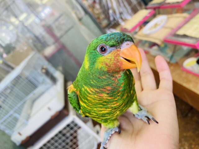 ズグロゴシキセイガイ×コセイガイインコ