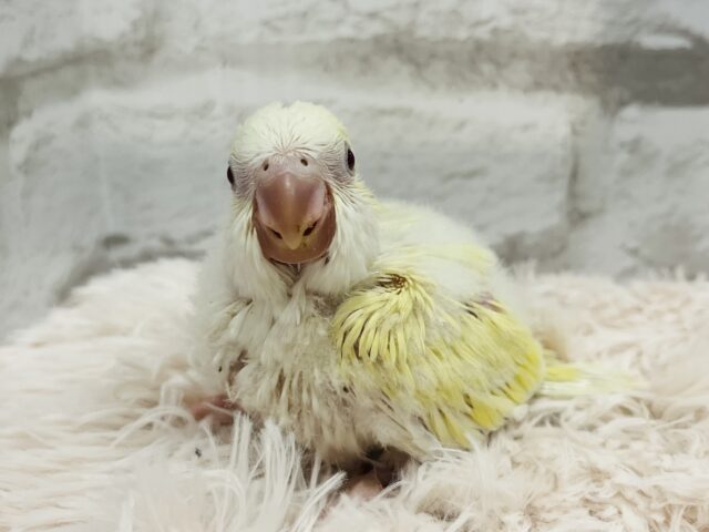 オキナインコ