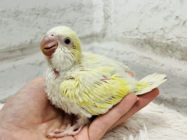 オキナインコ