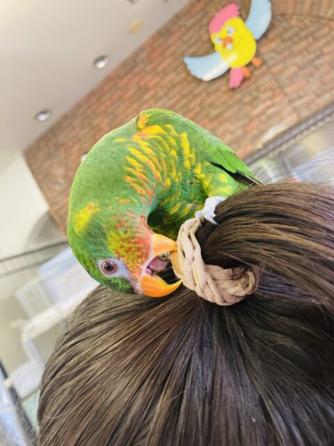 ズグロゴシキセイガイ×コセイガイインコ