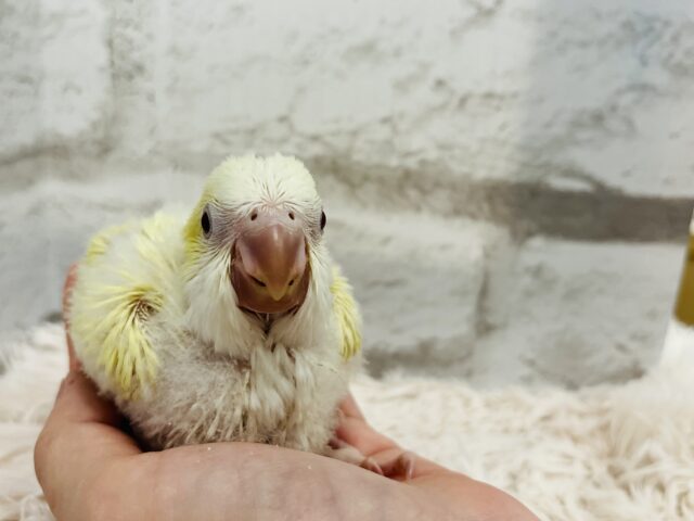 オキナインコ