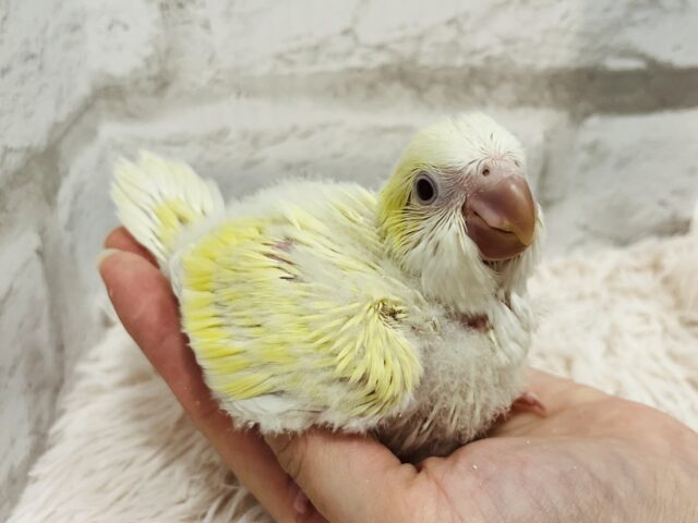 オキナインコ