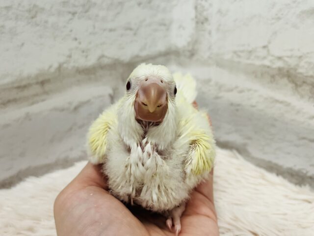 オキナインコ