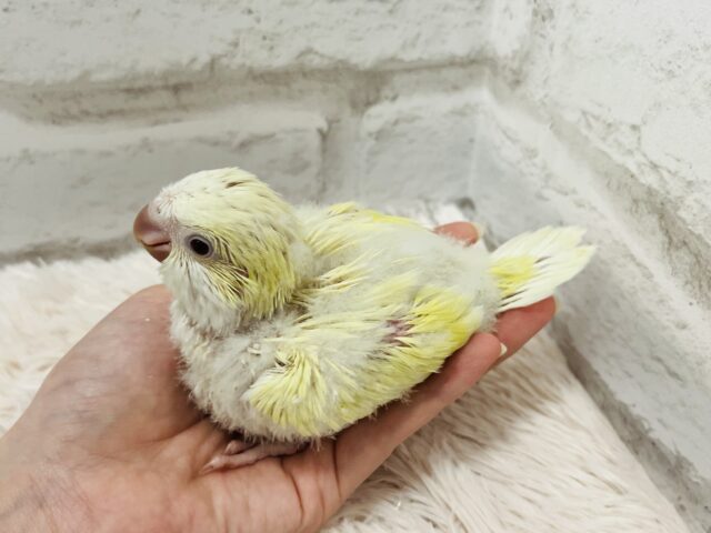 オキナインコ