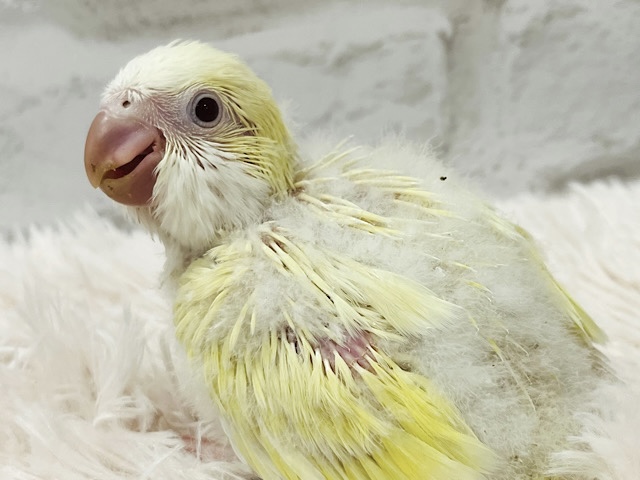 癒し系担当🫧甘々クリーミー💛オキナインコ(クリームイノ) ヒナ