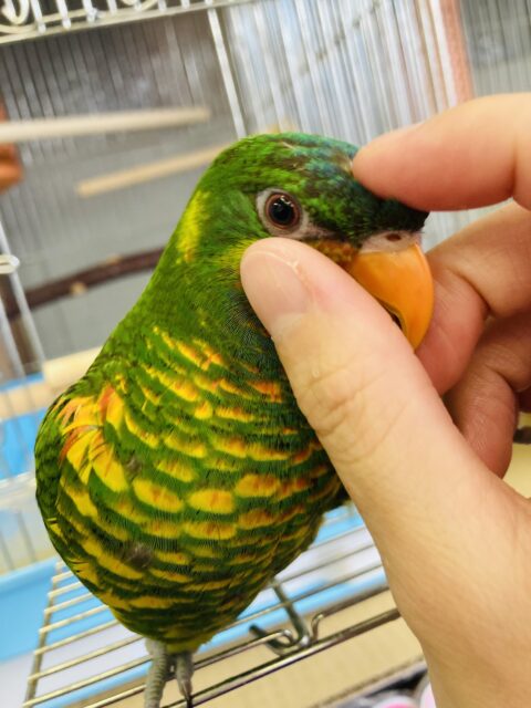 ズグロゴシキセイガイ×コセイガイインコ