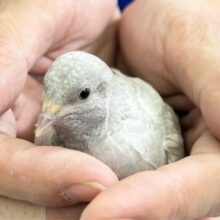 ちっちゃい🤍ヒメウズラ (シルバー)2024年6月生まれ