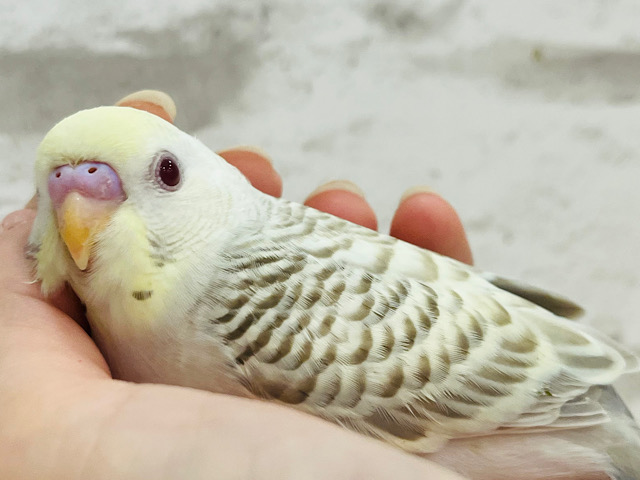 レアカラー🫧まんまるおめめが魅力的♡セキセイインコ(ファロー) ヒナ