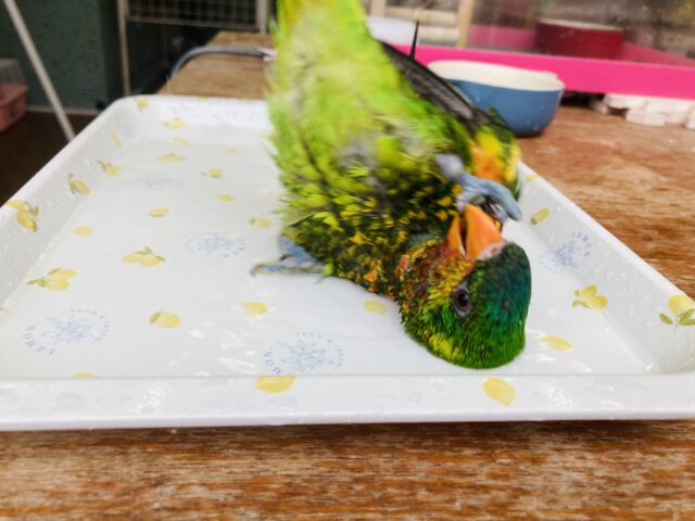 ズグロゴシキセイガイ×コセイガイインコ