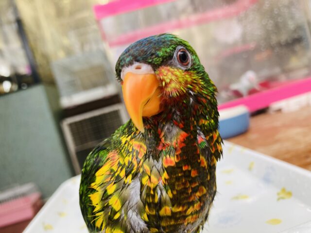 ズグロゴシキセイガイ×コセイガイインコ