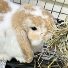 血統書付き‼️なでなで大好き🤎‎🤍ホーランドロップイヤーラビット(ブロークンオレンジ) 男の子 2023年12月生まれ