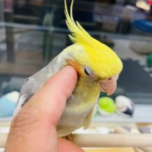 最新画像あります⭐️ヒナ餌卒業🎓立派な王冠ステキでしょ‼️オカメインコ（パイド）