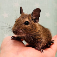 元気いっぱい‪☆走り回るぞ！！デグー(ノーマル) 女の子