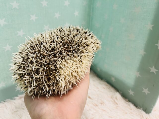 ハリネズミ（ヨツユビハリネズミ）