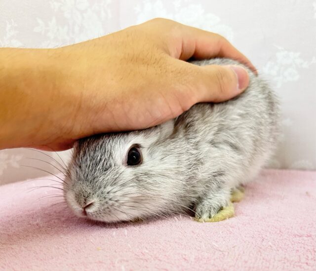 かわいいぞ🤍ネザーランドドワーフ(グレー) 女の子2024年7月生まれ ネザーランドドワーフ