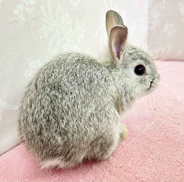 かわいいぞ🤍ネザーランドドワーフ(グレー) 女の子2024年7月生まれ ネザーランドドワーフ