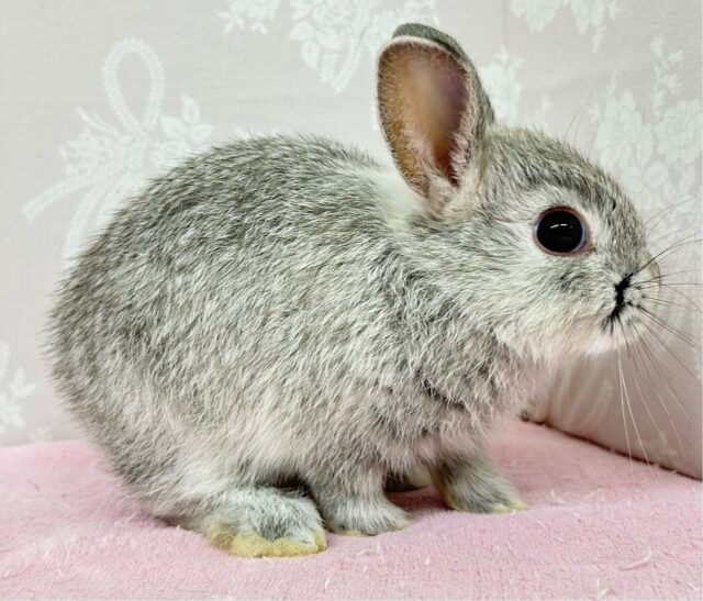 ネザーランドドワーフ