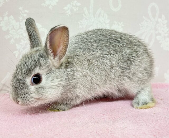 ネザーランドドワーフ