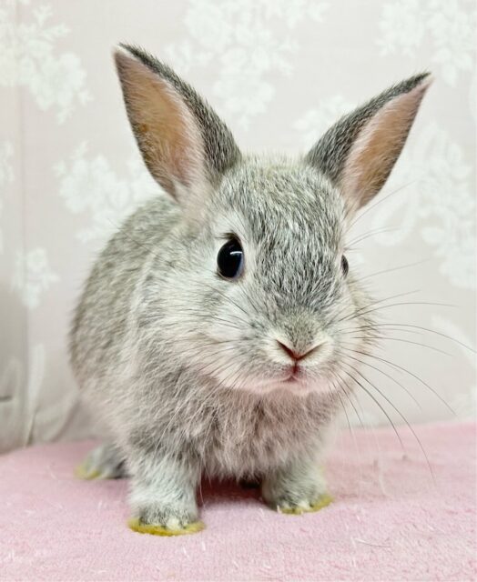 かわいいぞ‎🤍ネザーランドドワーフ(グレー) 女の子2024年7月生まれ