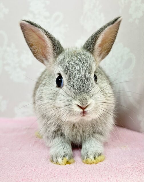 ネザーランドドワーフ